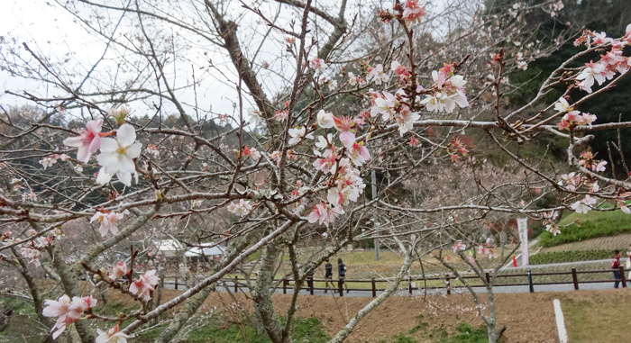 小原村の四季桜