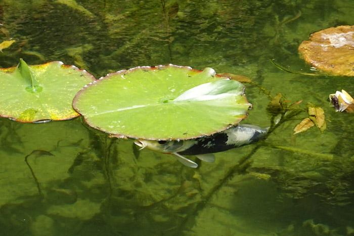 根道神社　モネの池