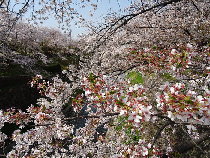 山崎川の桜