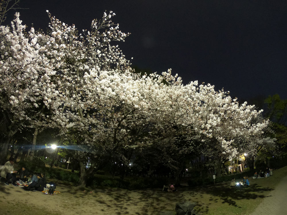 名城公園夜桜