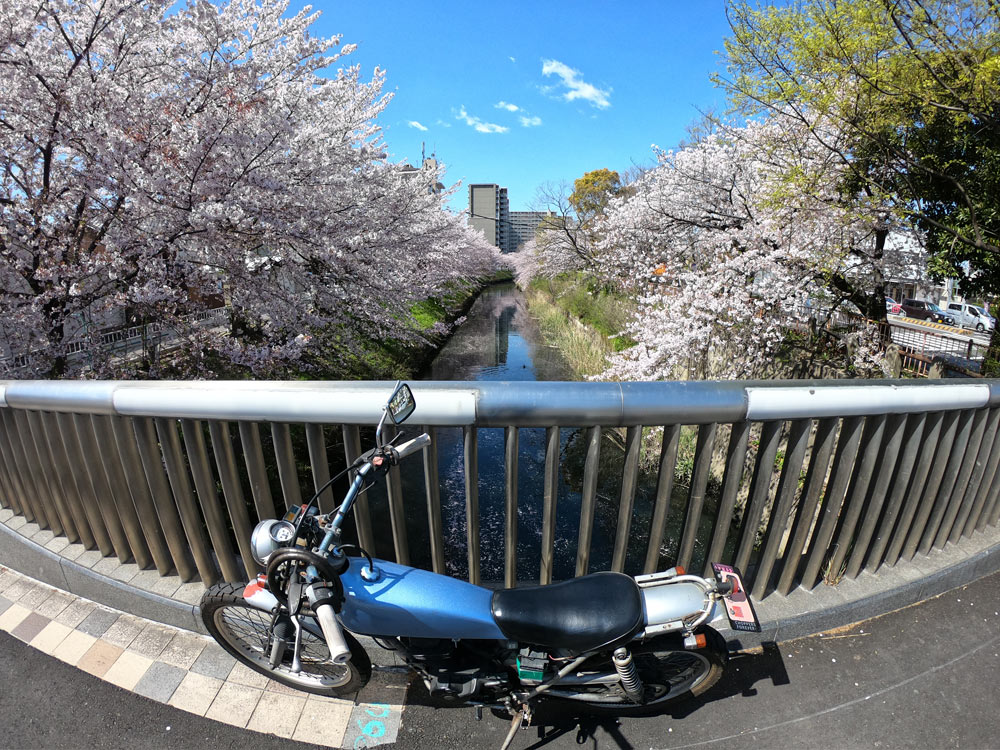 堀川　桜
