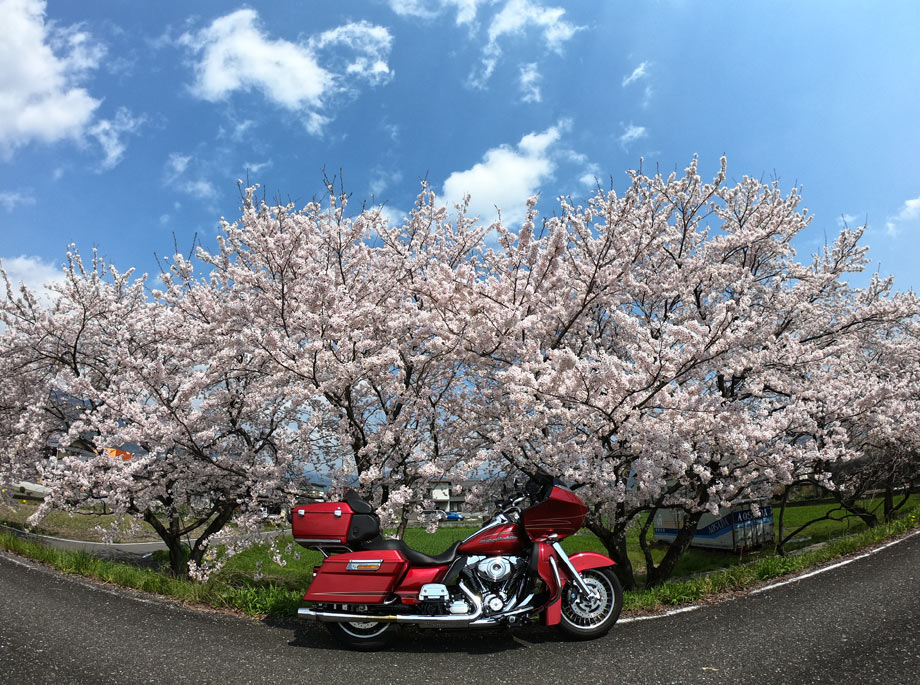ロードグライドと桜